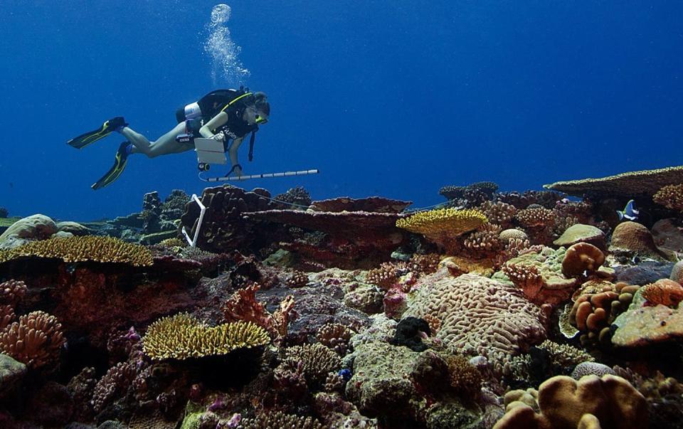 <span class="caption">A diver documents the coral reefs in the Chagos Archipelago.</span> <span class="attribution"><a class="link " href="https://www.livingoceansfoundation.org/publication/global-reef-expedition-chagos-archipelago-final-report/" rel="nofollow noopener" target="_blank" data-ylk="slk:Khaled bin Sultan Living Oceans Foundation;elm:context_link;itc:0;sec:content-canvas">Khaled bin Sultan Living Oceans Foundation</a></span>