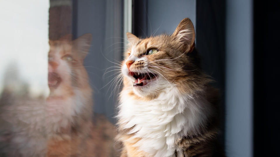 Cat watching out of window and chattering