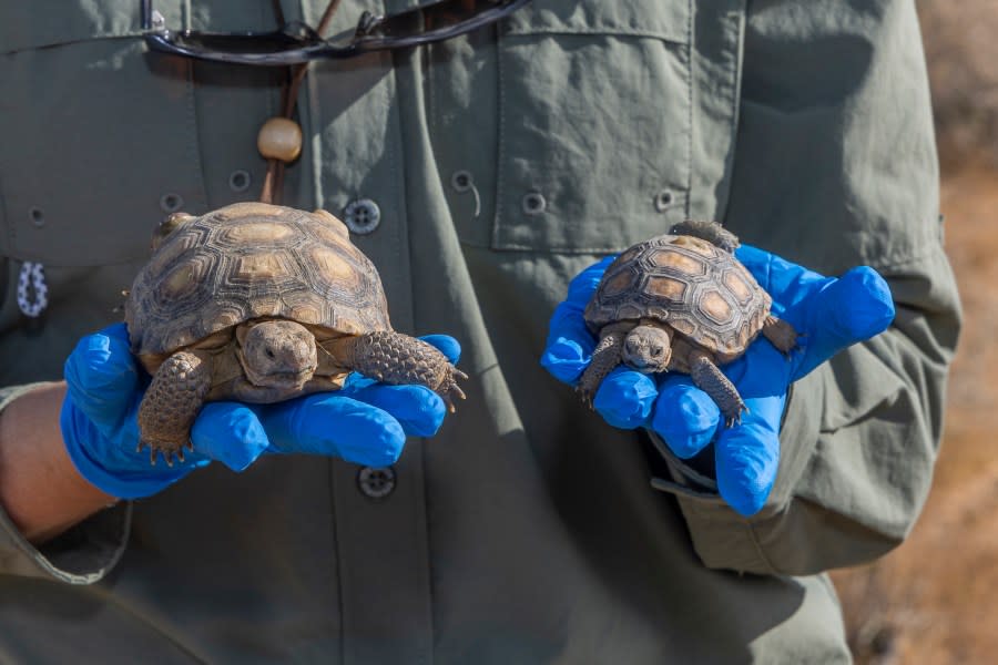 70 critically endangered Mojave desert tortoises have successfully emerged from their winter burrows after being reintroduced into their native habitat. (San Diego Zoo Wildlife Alliance)