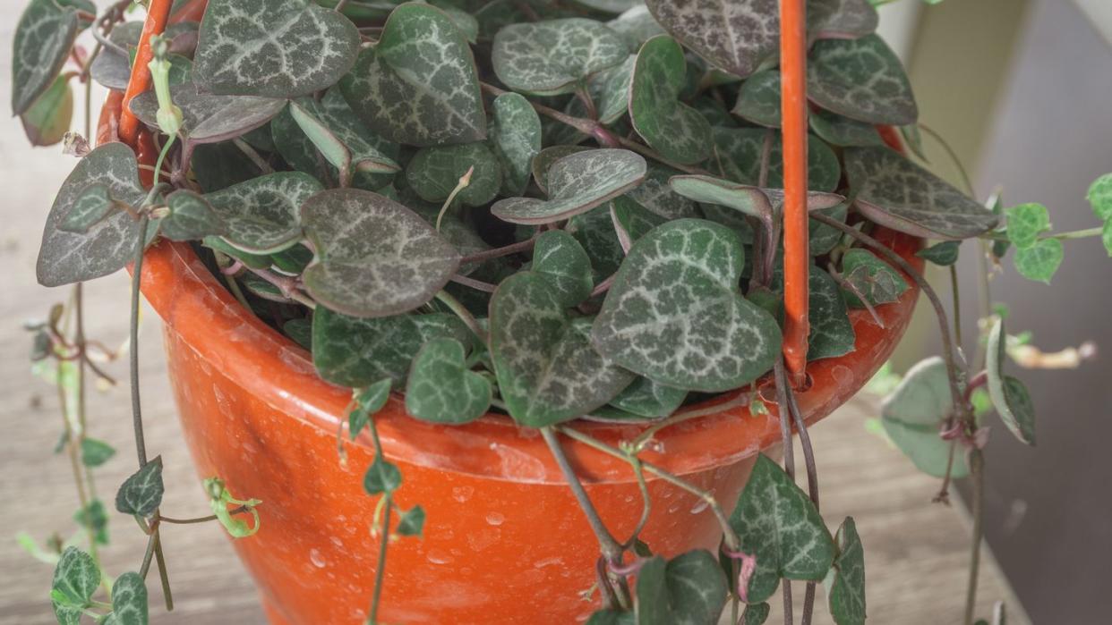 string of hearts in an orange hanging basket