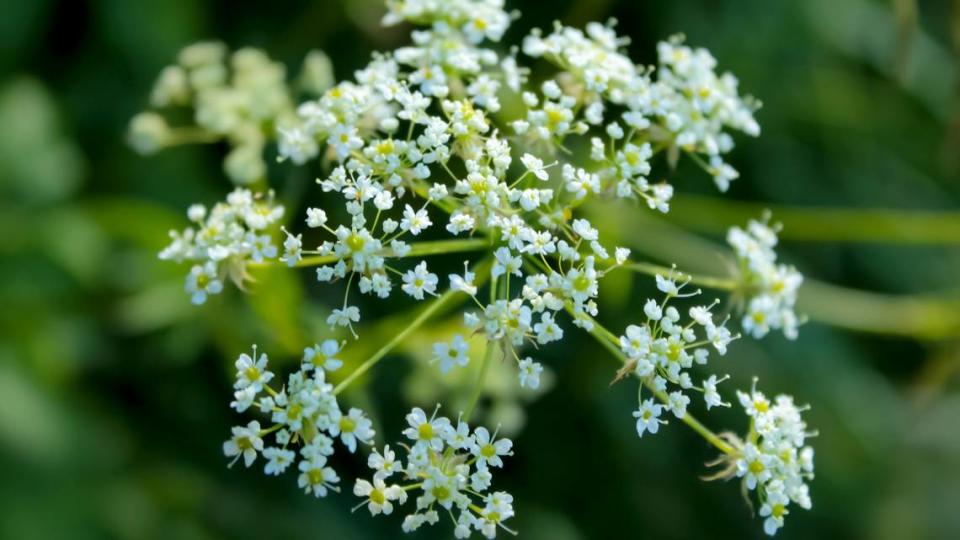 Spotted Water Hemlock is found throughout the state in places where the soil is wet or moist.