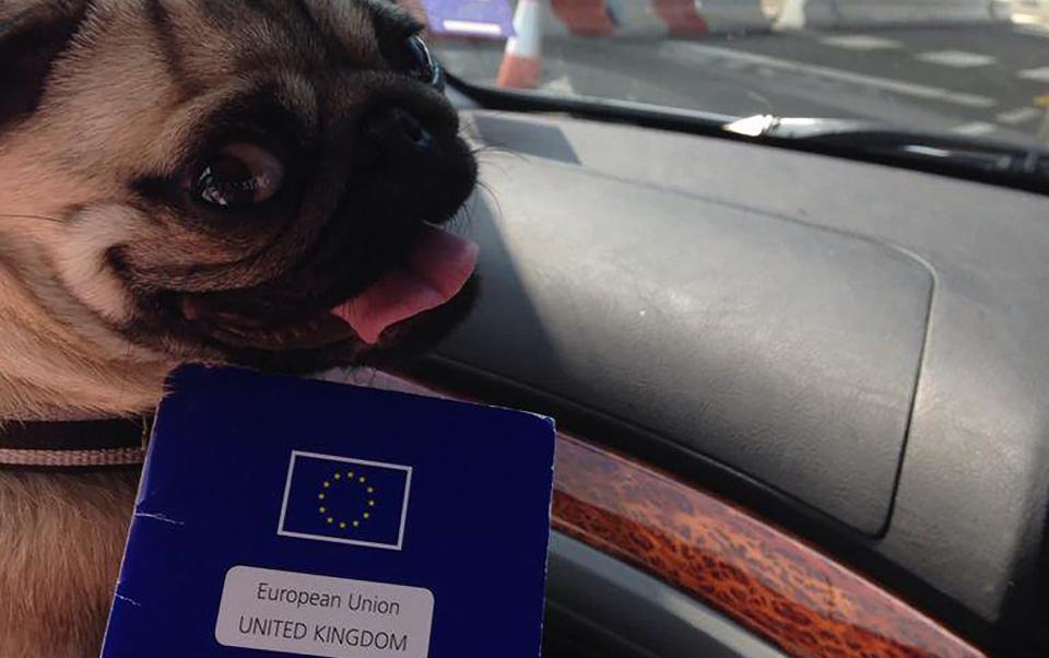 Dog owner Nick Petre has paid 100 euros for a Belgian pet passport for his pug, Pippa, effectively giving it dual-citizenship