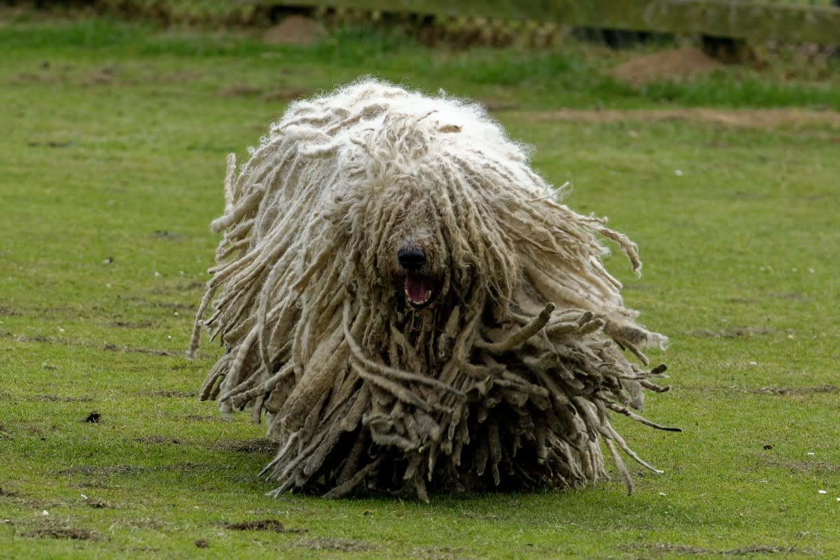 A Komondor running across a lawn<p>Colin Seddon via Shutterstock</p>