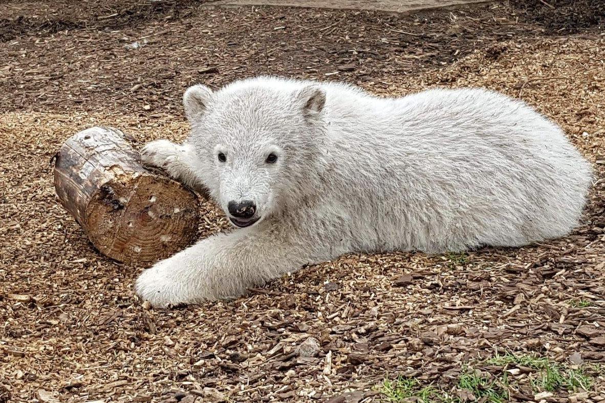 Hamish is estimated to weigh over 20kg: Highland Wildlife Park