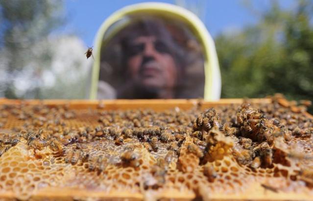 Cae la producción de miel en Gaza por el cambio climático