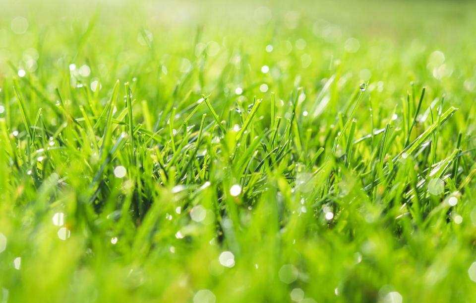 Sie haben kein Zeitungspapier griffbereit, dafür aber einen Garten mit Rasen? Dann lassen Sie den Grillrost über Nacht im Gras einweichen. Durch Tau und Luftfeuchtigkeit weicht er ein und Sie haben am nächsten Morgen weniger Arbeit beim Schrubben. (Bild: iStock / Tetiana Soares)