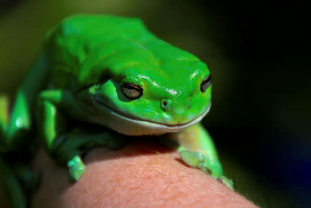 An Australian Green Tree frog named "Godzilla" sits on the hand of Kathy Potter of the Frog and Toad Study Group during the launch of the Australian Museum's national frog count phone app called "FrogID" in Sydney, Australia, November 10, 2017. REUTERS/David Gray
