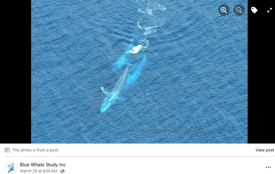 A female blue whale was pursued by two males, researchers said.