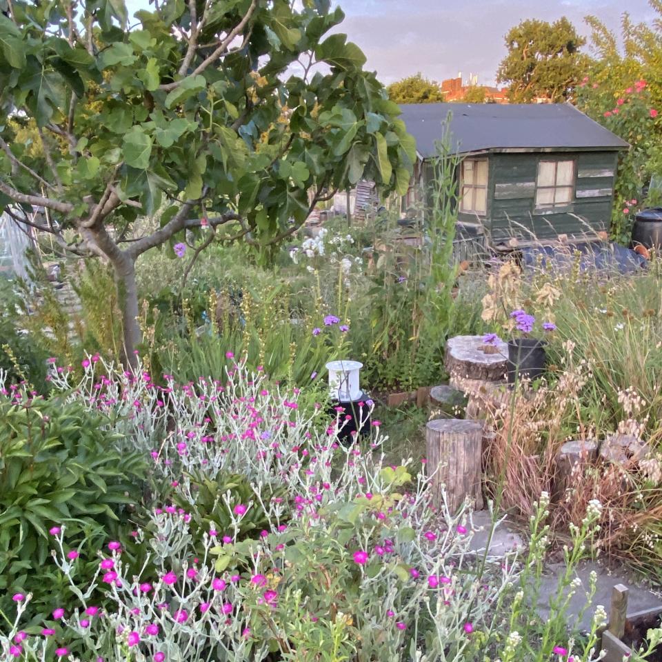 Seedball allotment