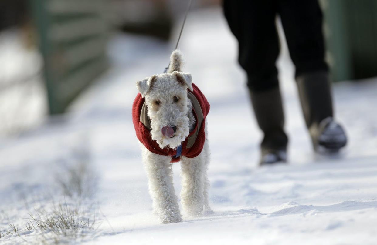 Dogs get cold in the winter too, but there are things pet owners can do to help them feel comfortable. <a href="https://newsroom.ap.org/detail/NYColdWeather/de8019836ce9475e91bf816b1401fa3b/photo?Query=dog%20in%20snow&mediaType=photo&sortBy=&dateRange=Anytime&totalCount=310&digitizationType=Digitized&currentItemNo=NaN&vs=true&vs=true" rel="nofollow noopener" target="_blank" data-ylk="slk:AP Photo/David Duprey;elm:context_link;itc:0;sec:content-canvas" class="link ">AP Photo/David Duprey</a>