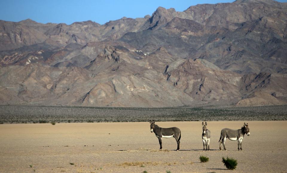 Three wild burros stand near a dry lake bed in front of the Silurian Hills