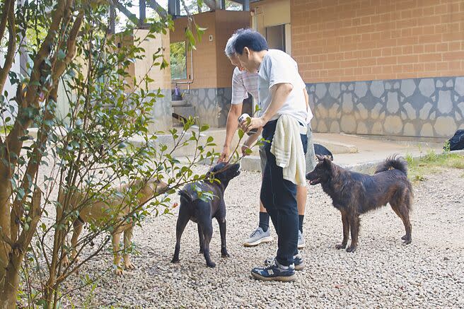 桃園市虎頭山環山步道停機坪周遭近年來多出許多遊蕩犬，有不少民眾帶著狗糧、罐頭等食物前往餵食。（杜宜諳攝）