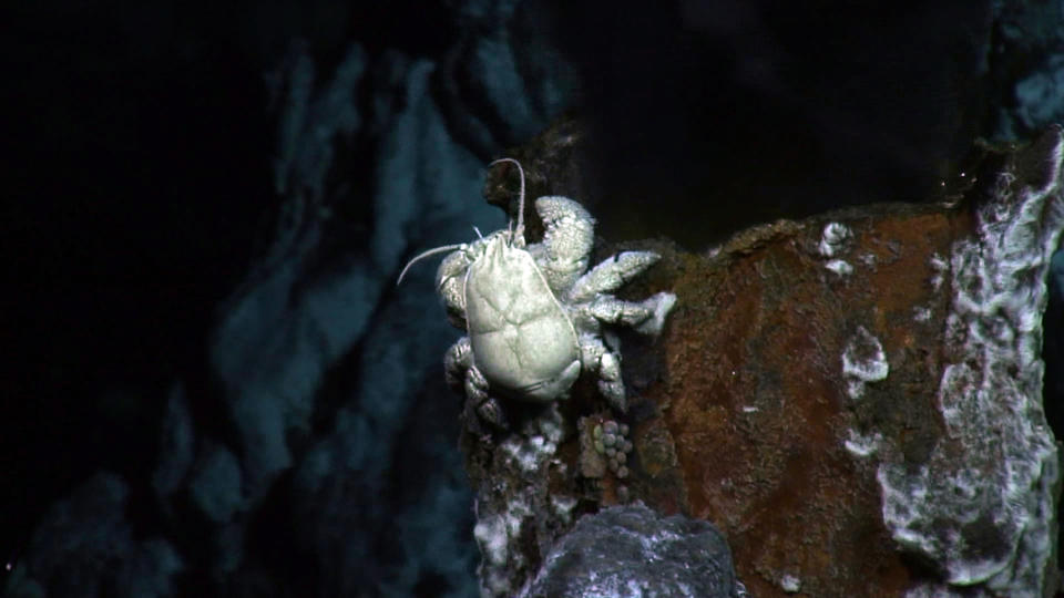 Embargoed to 0001 Tuesday February 3Undated handout image issued by University of Southampton of a male species of crab nicknamed after David Hasselhoff because of their hairy chests, that spend largely separate lives from the females, according to new research. PRESS ASSOCIATION Photo. Issue date: Tuesday March 3, 2015. In a study looking at the private life of the deep-sea crab known as the 