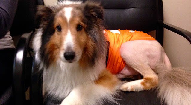 Ollie the collie was saved from being euthanised by a quick-thinking intern. Picture: Fox 12 Oregon