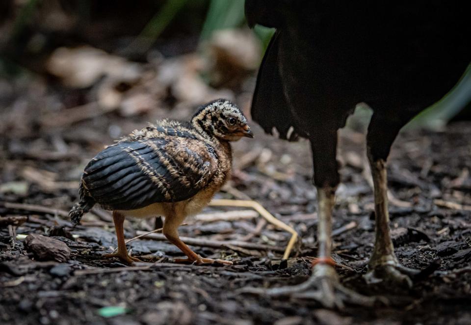 Keepers said it was a ‘significant moment’ for the species (Chester Zoo)