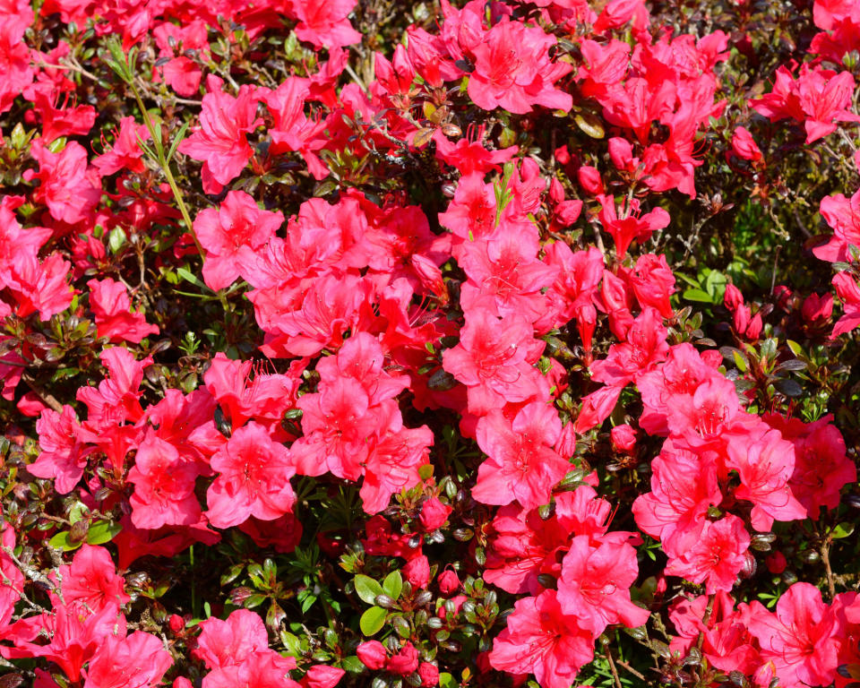 azalea japonica 'Johanna'