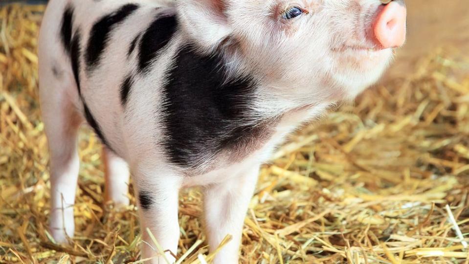 newborn pig in a petting zoo i