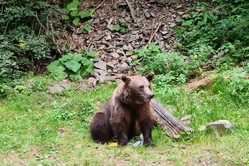 Bears from the road on the Transfagarasan highway