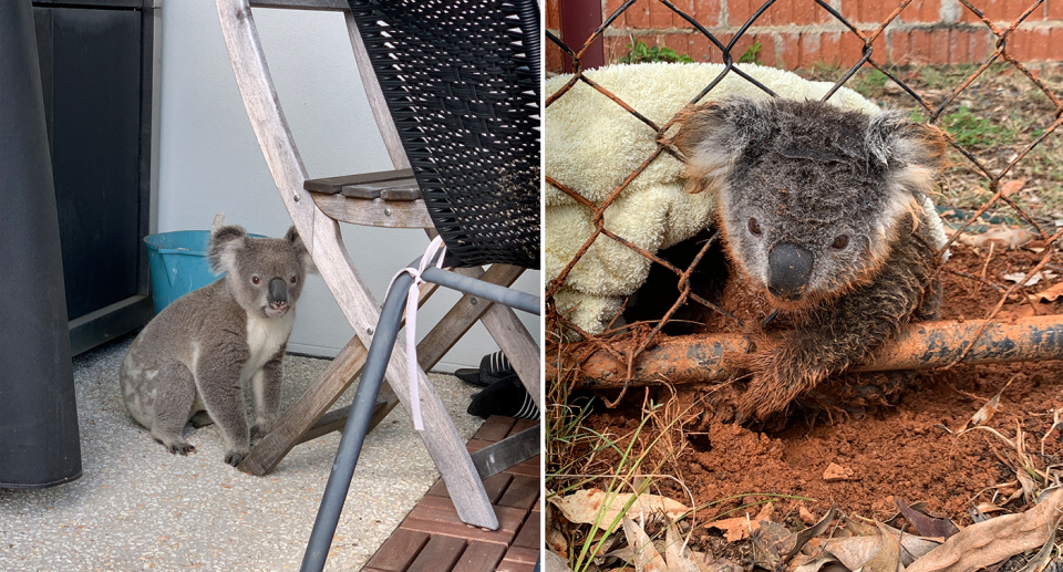 Koalas continue to be displaced by development in South East Queensland. Source: Wildcare