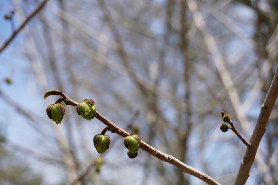 Pawpaw early bloom this past weekend in columnist Jim Chatfield's yard.