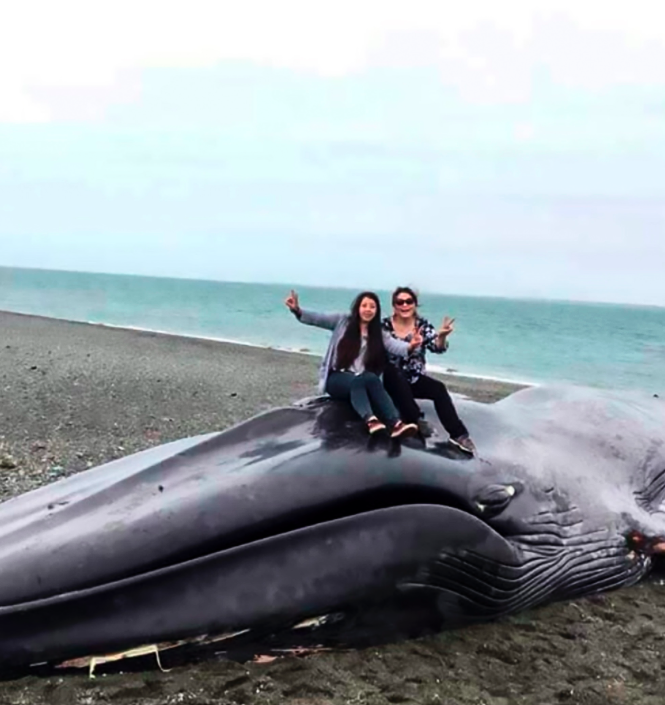 <em>People climbed onto the blue whale carcass to take selfies (CEN)</em>