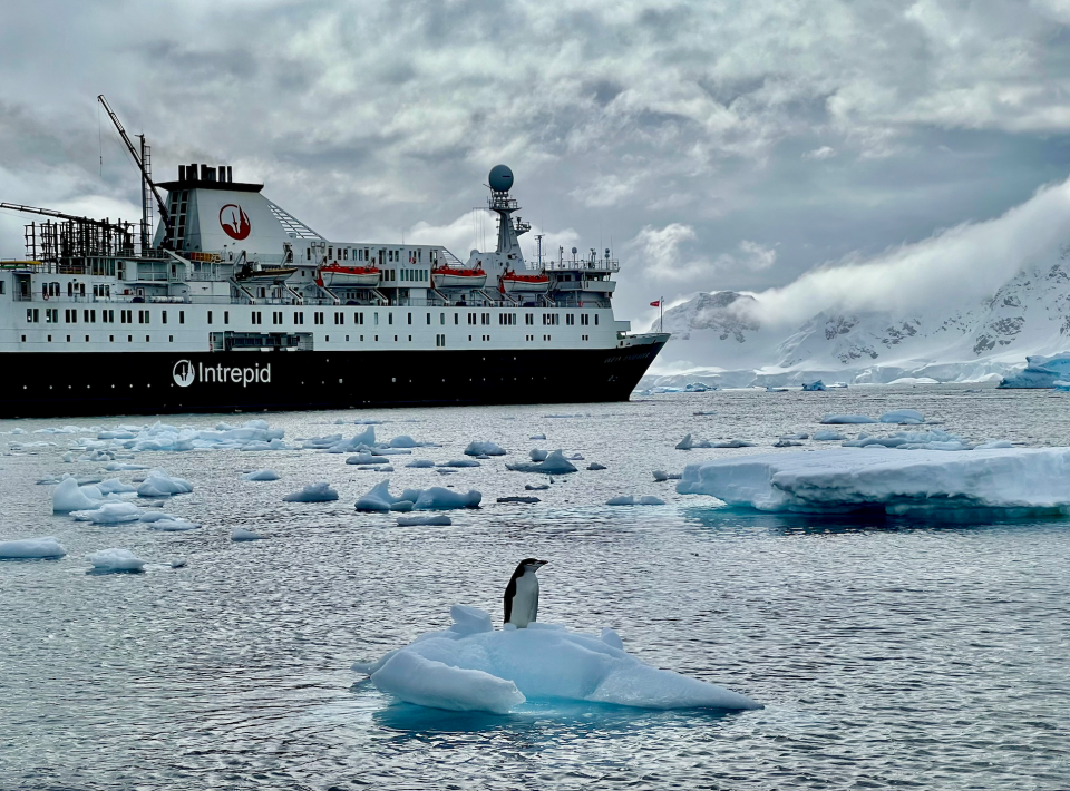 Ein Zügelpinguin mit der Ocean Endeavour in der Antarktis. - Copyright: Taylor Rains/Business Insider