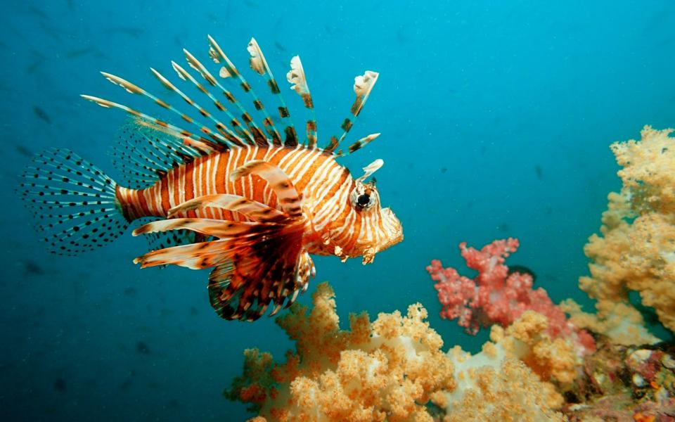 Lionfish may be beautiful but they are an aggressive invasive species in the Mediterranean and parts of the Atlantic and Caribbean  - Getty Images Contributor