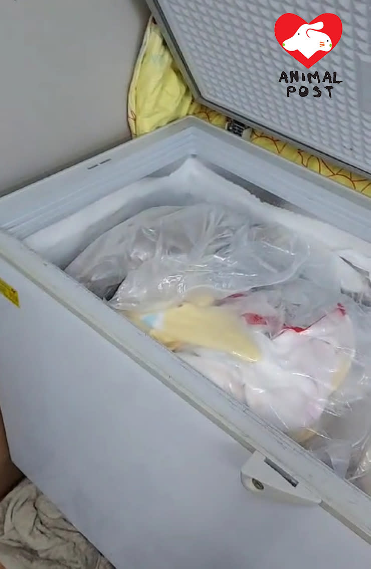 影片顯示寵新開始的雪櫃囤積多隻毛孩屍體。