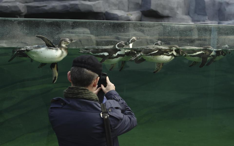 A man takes a snapshot of Humboldt penguins as they swim in a pool, at the Vincennes Zoo, in Paris, Tuesday, April 8, 2014. Its gray, man-made mountain that might lure King Kong still protrudes over treetops, but nearly everything else has changed as Paris' best-known zoo prepares to re-open after a multi-year makeover. (AP Paris/ Thibault Camus)