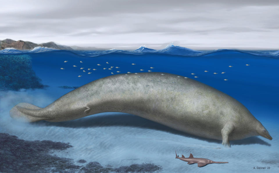 A newly discovered whale that lived nearly 40 million years ago could be the heaviest animal to have ever lived, based on a partial skeleton found in Peru, scientists said on August 02, 2023.  (Alberto Gennari / AFP - Getty Images)