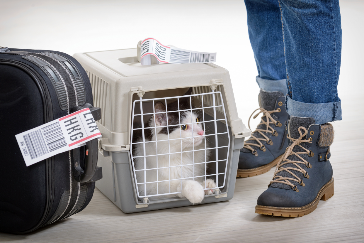 Cat in a small kennel next to a suitcase and owner's feet