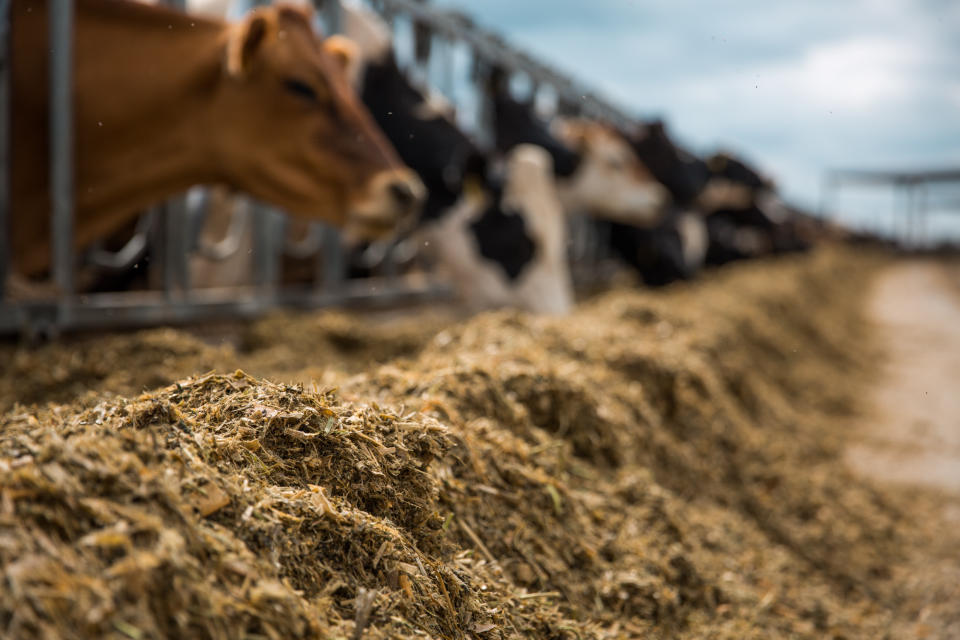 Using cows to upcycle by-products is a strategy to address food waste and increase environmental sustainability. It can promote a circular economy, reduce greenhouse gas emissions and support sustainable animal husbandry practices.