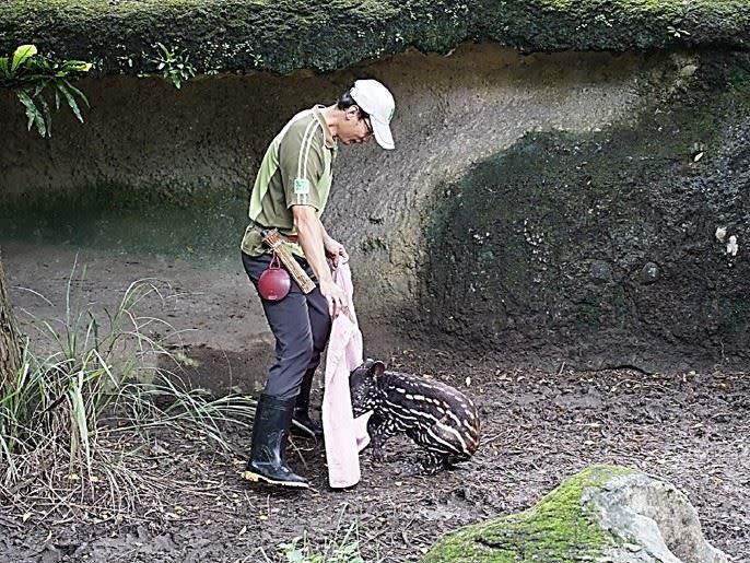 九月出生的「貘豆」比較不喜歡下水。(圖／台北市立動物園提供)