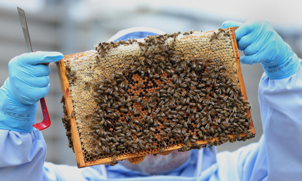 Carbon dioxide in the fire’s heavy smoke put the bees into a sedated state (Dave Thompson/PA)