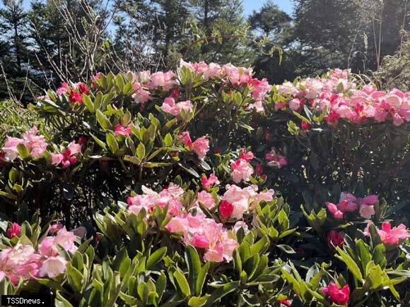 合歡山杜鵑花色將隨著綻開由桃紅色漸漸轉變為粉紅、白色，在山林間為綠色植物增加更豐富的紅白相間美麗色彩。(圖：林保署南投分署提供)