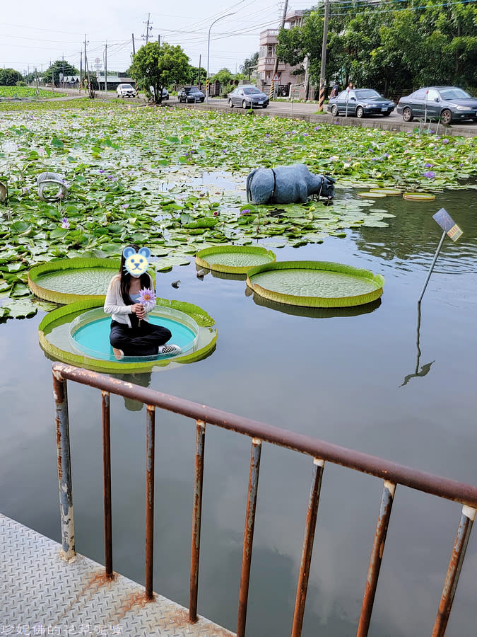 夏日賞蓮～白河小旅行