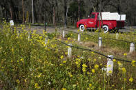Mustard grows near an old winery pickup at Benessere Vineyards in St. Helena, Calif., Wednesday, Feb. 28, 2024. Brilliant yellow and gold mustard is carpeting Northern California's wine country, signaling the start of spring and the celebration of all flavors sharp and mustardy. (AP Photo/Eric Risberg)