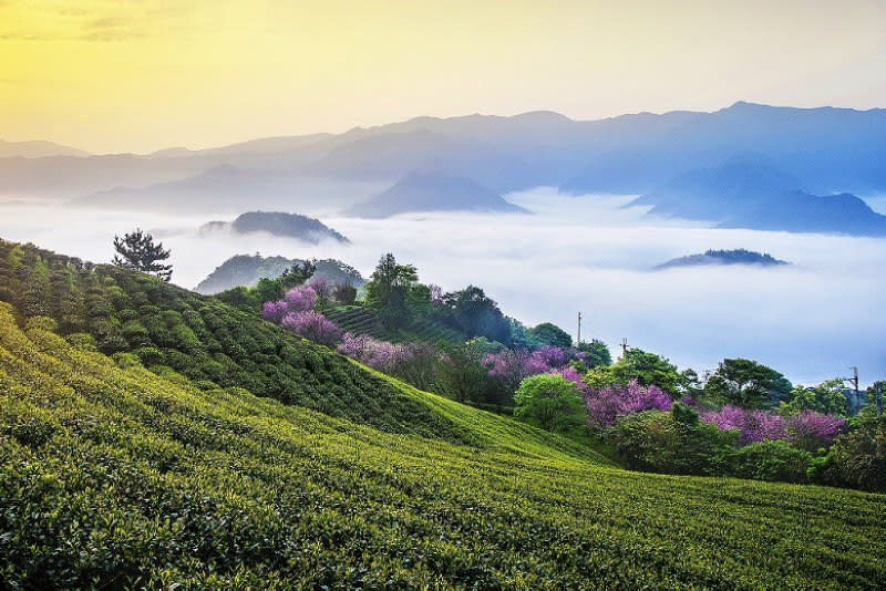 茶園仙境(圖片來源：坪林區公所)