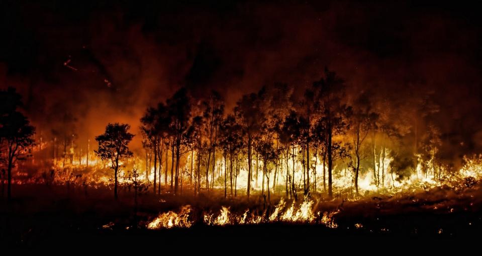 駭人的澳洲山火由2019年年底延續至2020年初，令大批動物痛失家園。