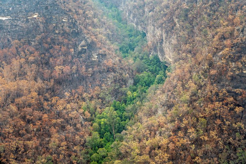 Endangered Wollemi Pines bushfire protection at Wollemi National Park