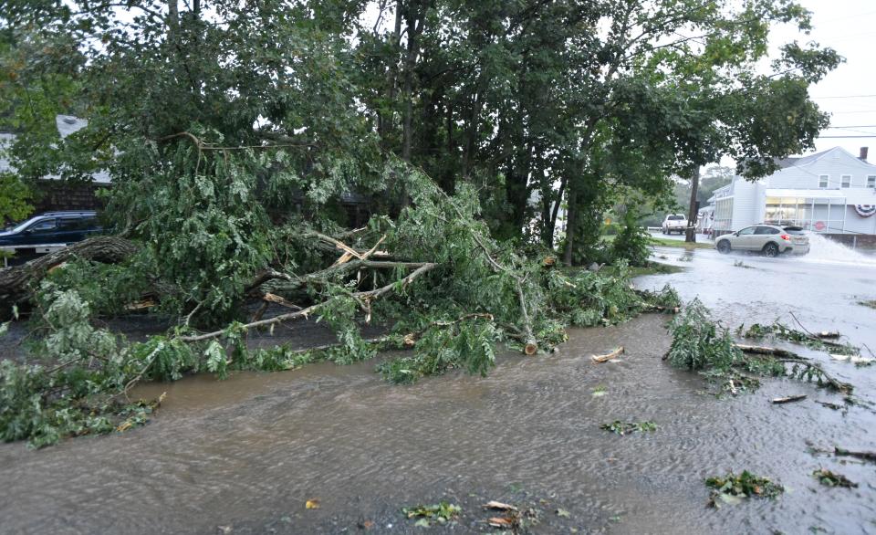 Debris from a large tree that fell near Route 6A in Dennis and close to where a tornado touched down in September 2021 as the remains of Hurricane Ida passed over the area.