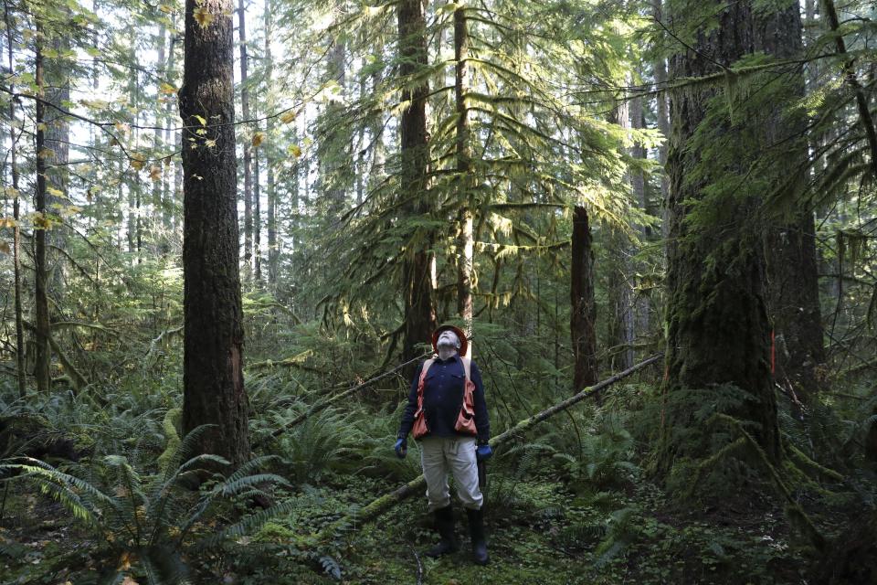 Peter Beedlow, scientist at the Environmental Protection Agency, looks up at Douglas fir trees that died from insect damage following heat stress in the Willamette National Forest, Ore., Friday, Oct. 27, 2023. Scientists are investigating what they say is a new, woefully underestimated threat to the world’s plants: climate change-driven extreme heat. (AP Photo/Amanda Loman)