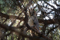 A long-eared owl sits on a branch of a pine tree in a park in Kikinda, Serbia, November 14, 2018. Picture taken November 14, 2018. REUTERS/Marko Djurica