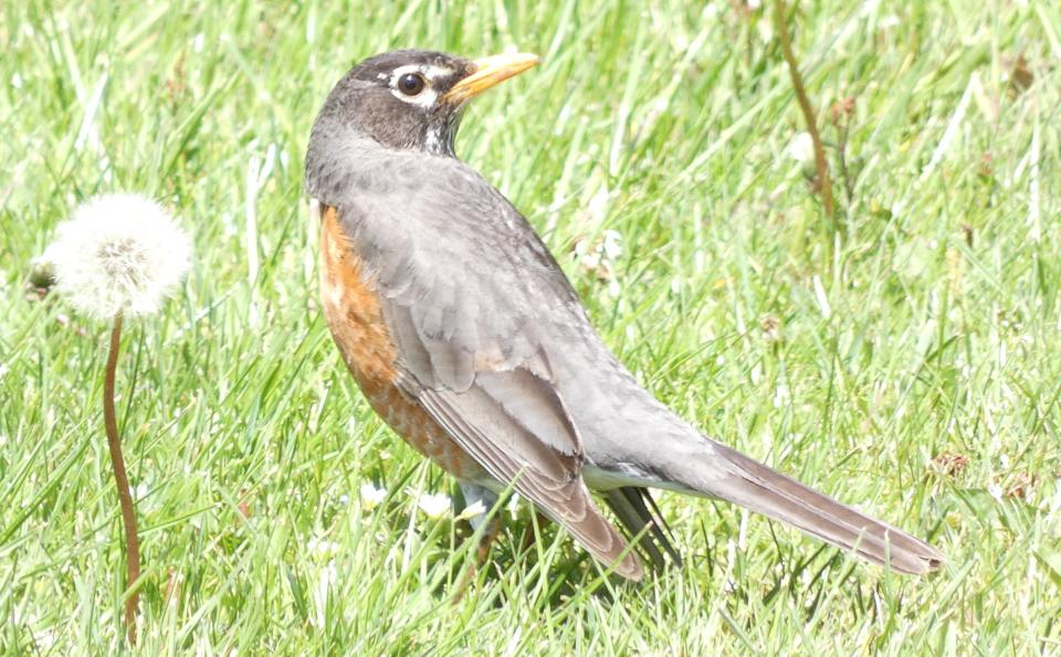 An American robin scouts for a meal in North Central Ohio.