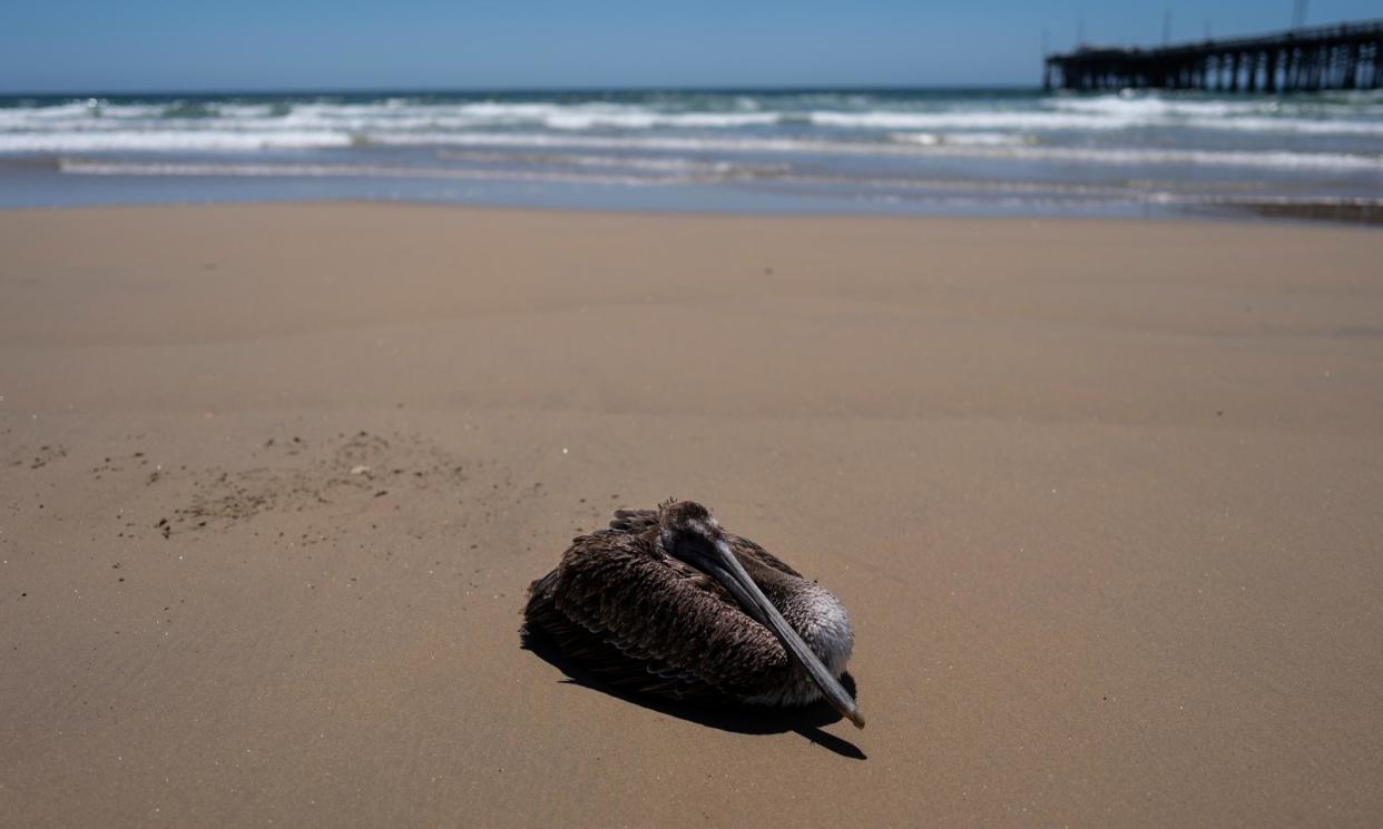 <span>A sick pelican sits on the beach in Newport Beach, California, on 7 May 2024.</span><span>Photograph: Jae C Hong/AP</span>