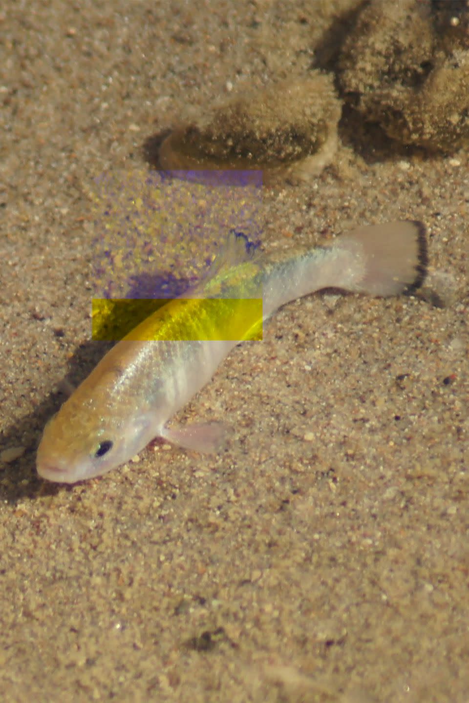 40. Pupfish can thrive in any water.