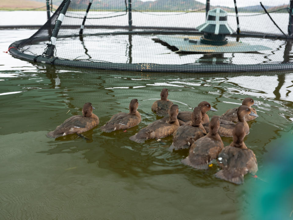 Madagascar pochard ducks in the safety of the world’s first floating aviaries on Lake Sofia in the north of the country (WWT/PA).