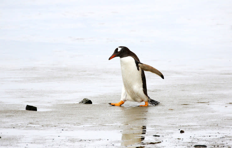 The mines were set on the Falkland Islands when Argentinian commandos occupied the territory in a 1982 conflict with British forces. Since then, Magellanic penguins have thrived in the area. And because the areas are well-marked and fenced off, no civilian has been injured by the mines, either.