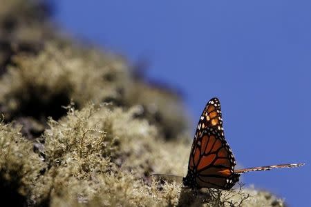 A Monarch butterfly rests on moss at the El Rosario butterfly sanctuary on a mountain in the Mexican state of Michoacan November 27, 2013. REUTERS/Edgard Garrido