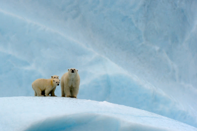 Polar bear female and her two cubs on an iceberg, Canada